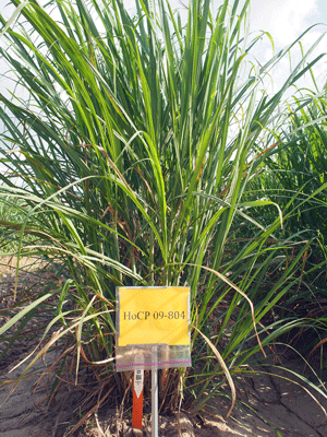 Sugarcane variety HoCP 09-804 