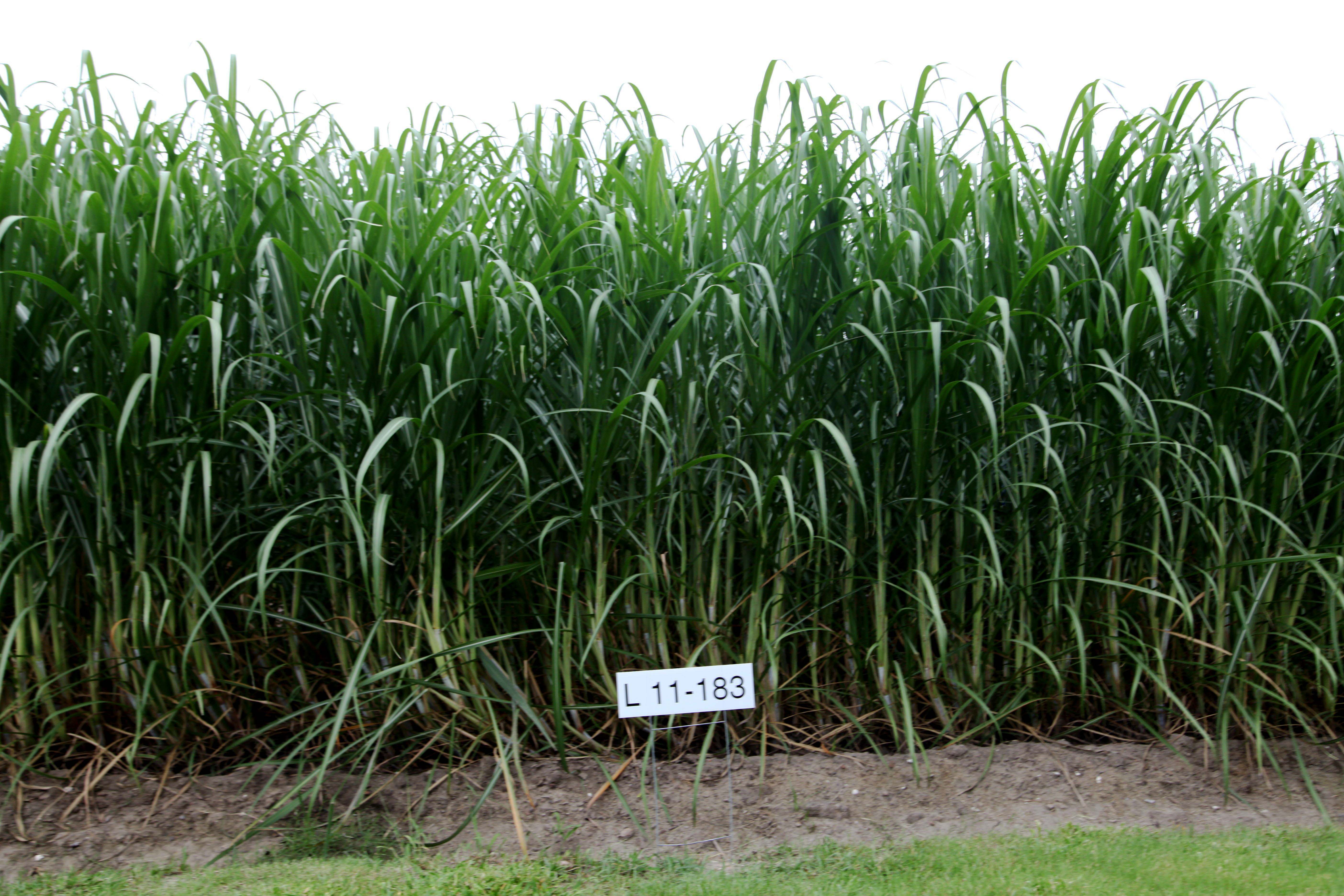 L 11-183 sugarcane variety