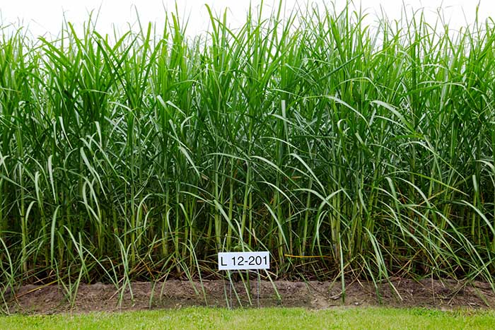 l 12 201 sugarcane