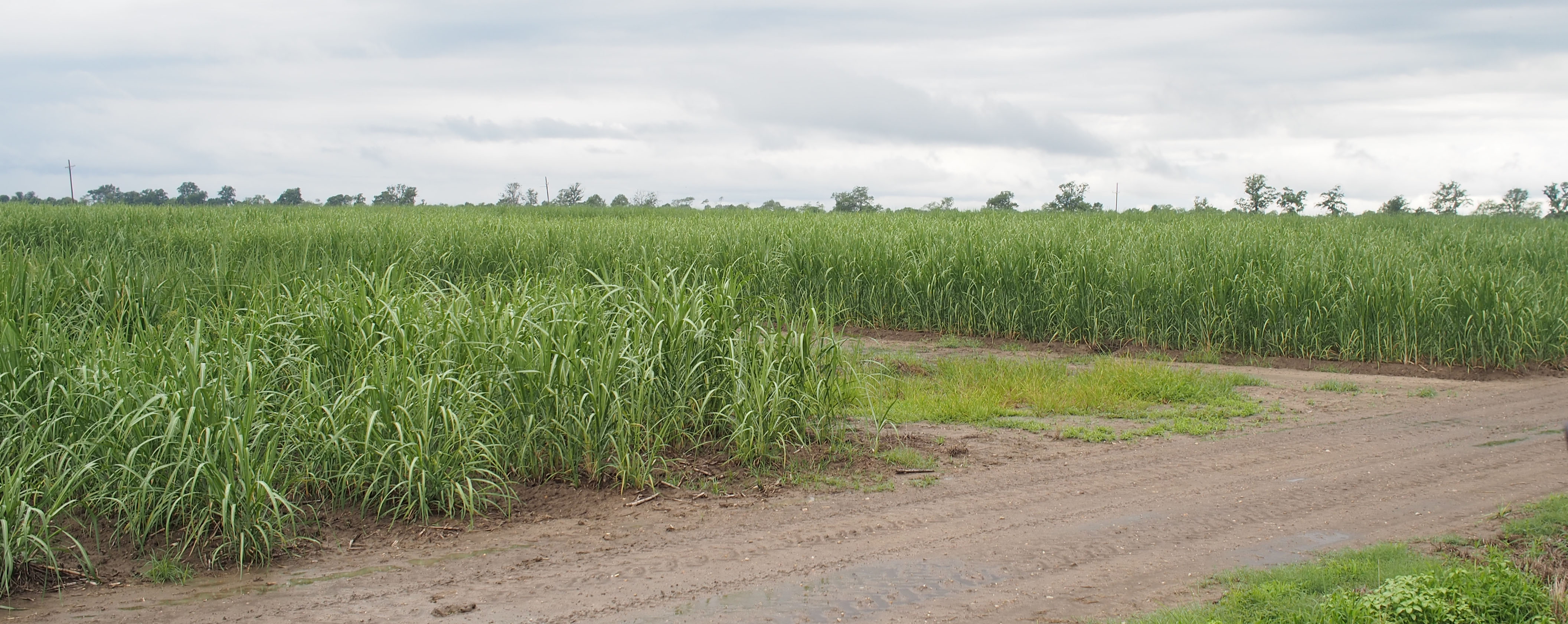 Pointe Coupee 2018 sugarcane fields