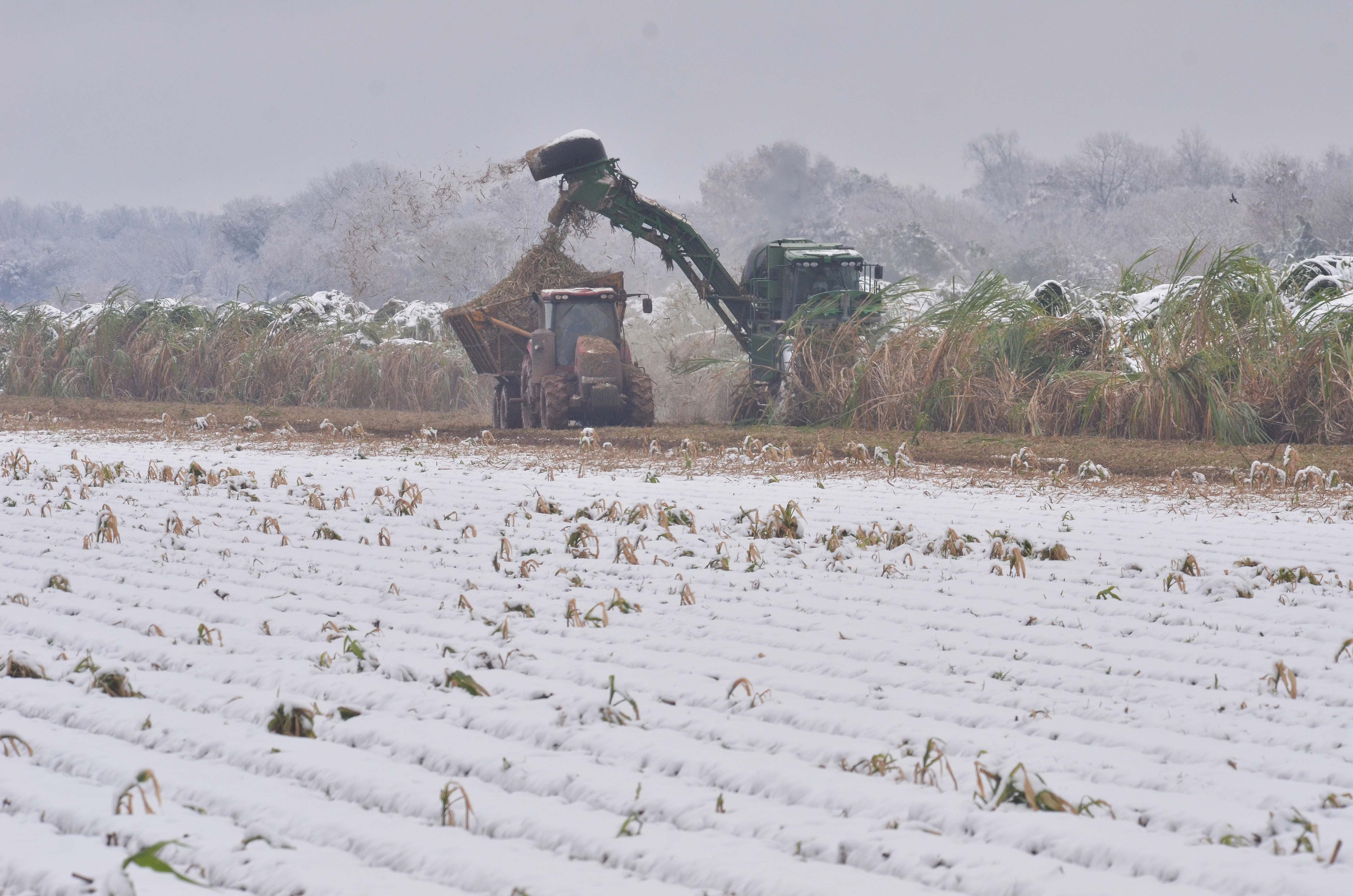 2017 sugarcane snow
