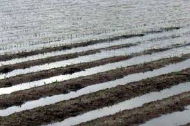 Corn crop flooded Louisiana 2016