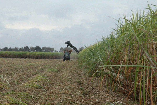 Cutting sugarcane in Louisiana Cutting sugarcane in Louisiana