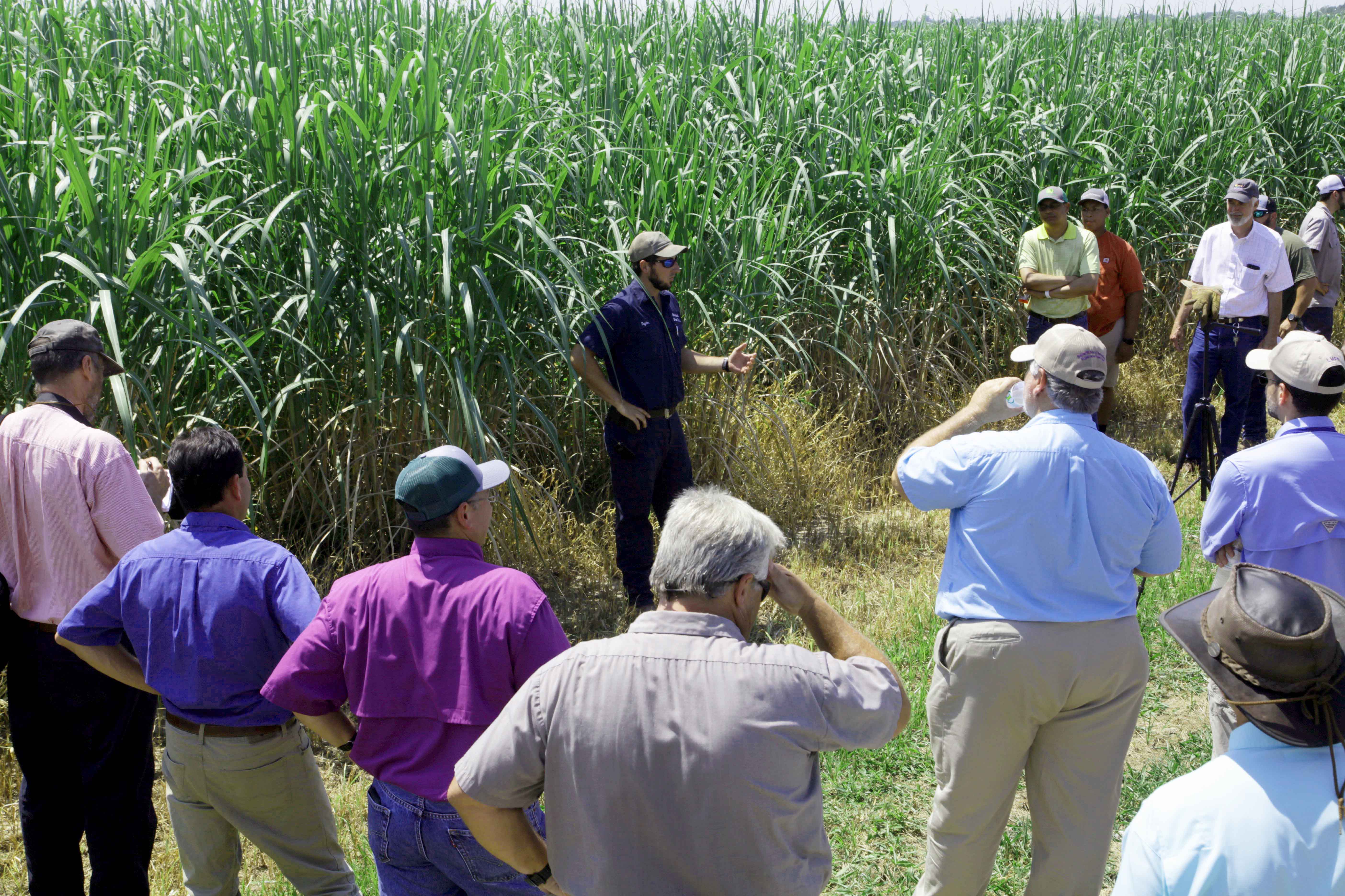 Sugarcane field day 2018