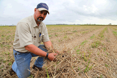 Louisiana sugarcane farmer Troy Mistretta holds a portion of the seven tons of mulch left behind in the field after the cane harvest. Louisiana farmers find it necesary to burn the mulch off the field as soon as possible to give next year's emerging crop a good head start.