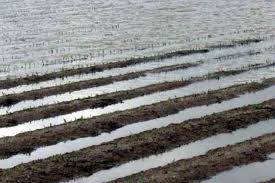 Corn crop flooded Louisiana 2016