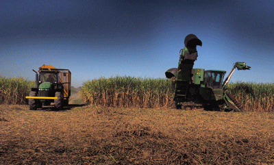 Ricky Gonsoulin harvesting cane