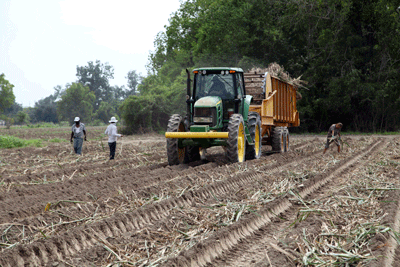 Louisiana Sugarcane Hand Planting