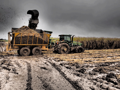 Louisiana’s sugarcane farmers see decent yields in 2015 despite challenging weather conditions