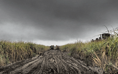 Muddy sugarcane fields
