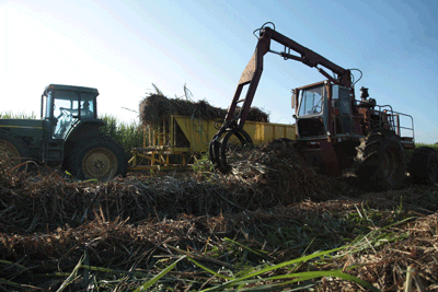 Loaders lifting plant cane into planting wagons
