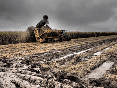 wet sugarcane harvest 2015